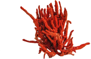 coral-rojo-mineralitum