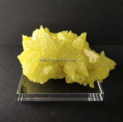 Sulphur-sicily-yellow-m00000158-g
